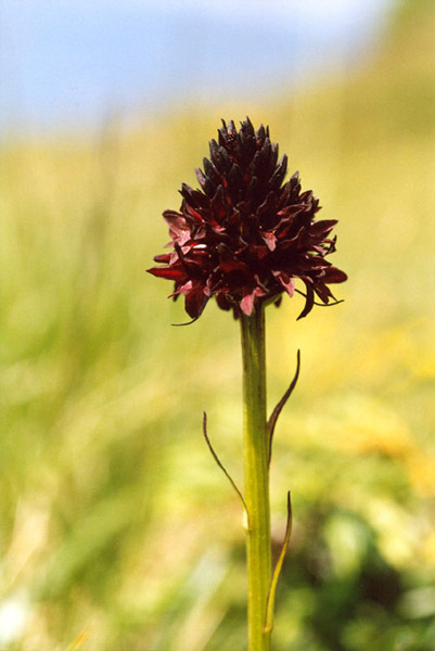 Nigritella rhellicani / Nigritella comune